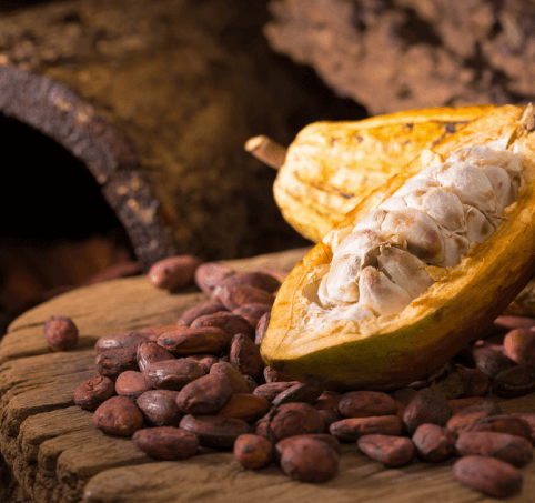 cocoa seeds